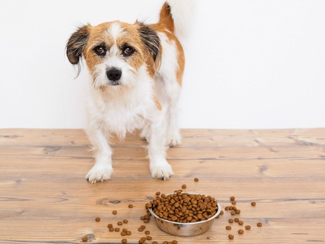 お皿から溢れるドッグフードと立ち尽くす犬