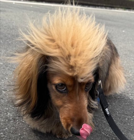 ワイルド