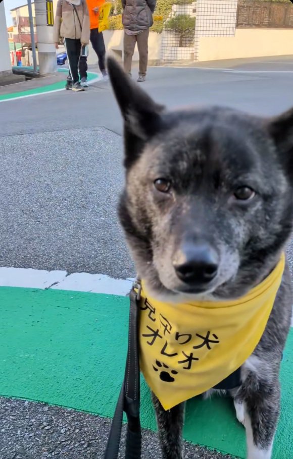 見守り犬オレオくん