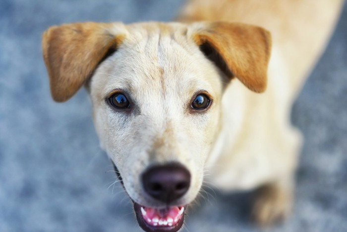 飼い主を見つめる犬