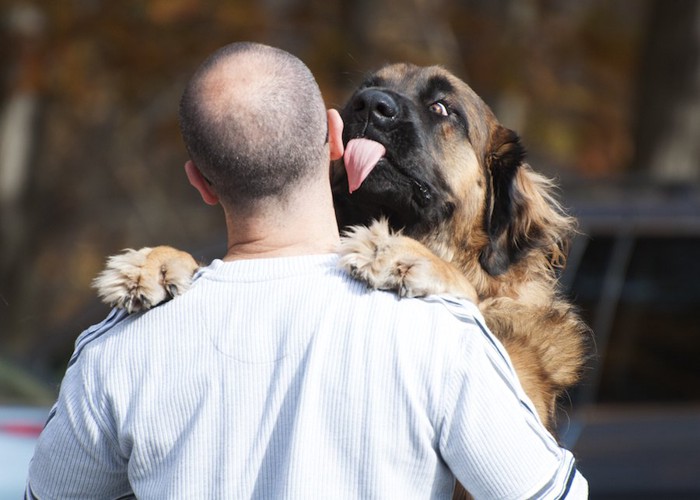 立ち上がって男性の顔を舐める超大型犬