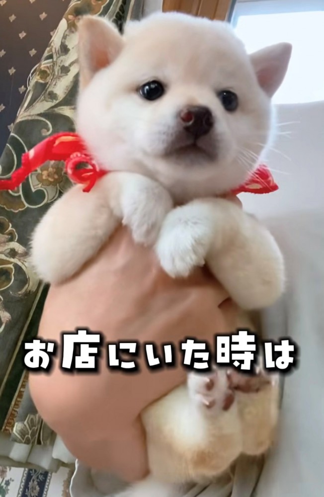 片手で抱っこされる犬