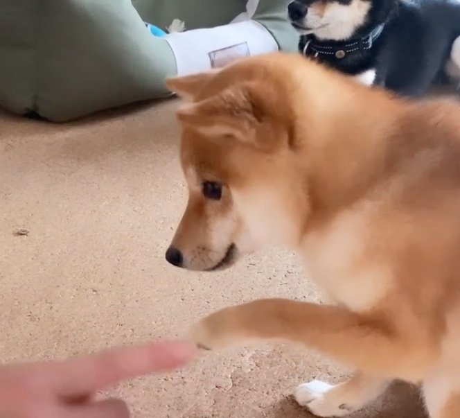 お手をする柴犬