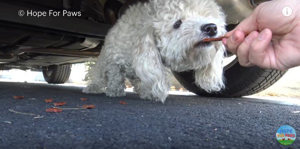 食べ物を引っ張る犬