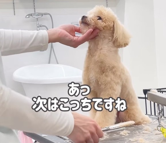 トリマーさんに反応する犬