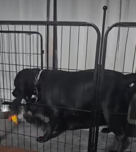 縄を取り合う犬1