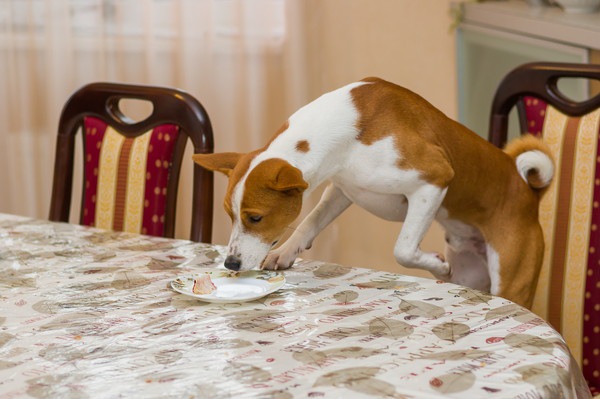 盗み食い犬