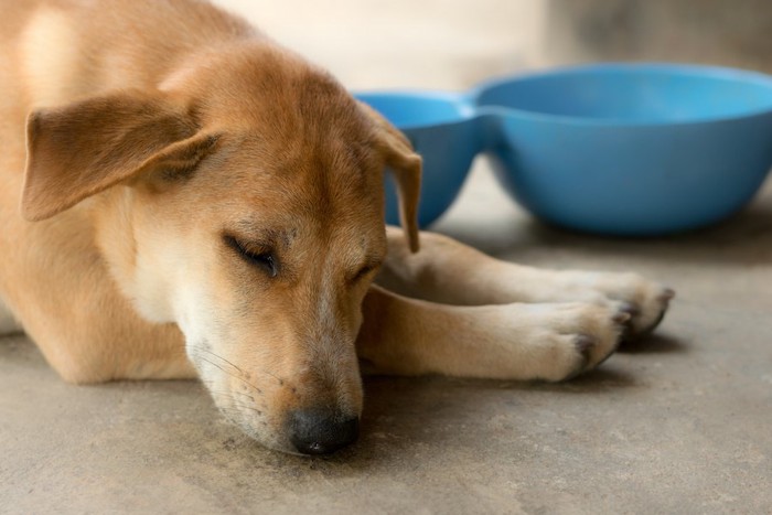 青いフードボウルの横で眠る犬