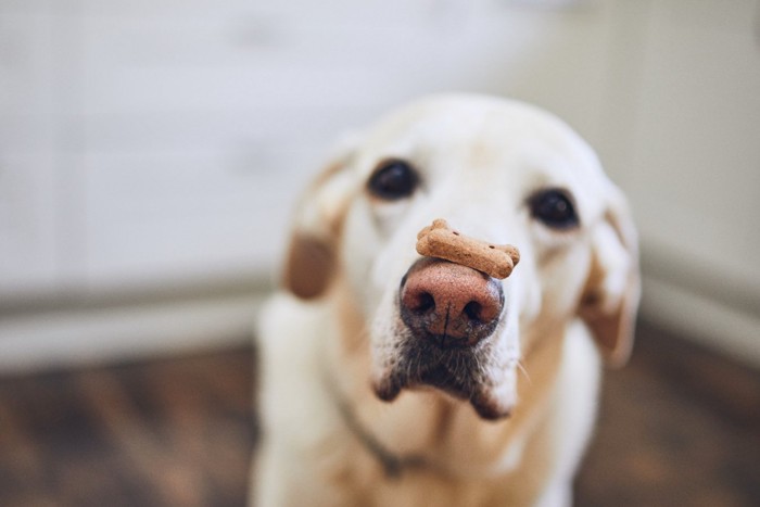 鼻におやつを乗せる犬