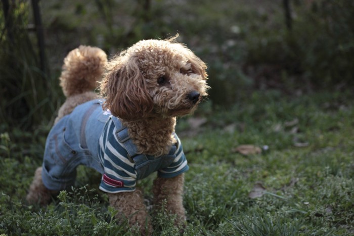 洋服を着て散歩する犬