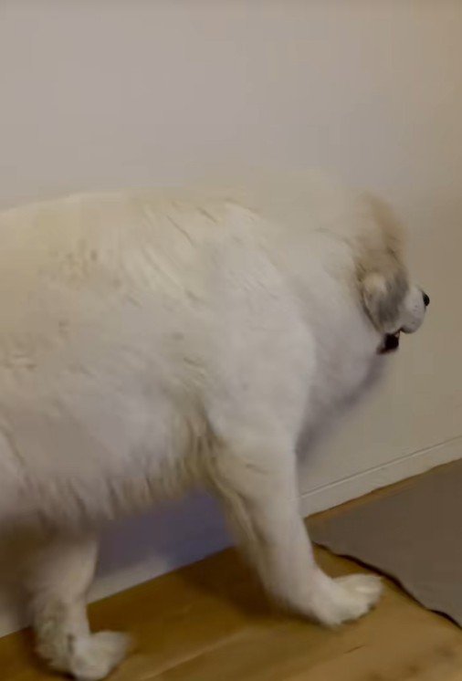 まさかの素通り！