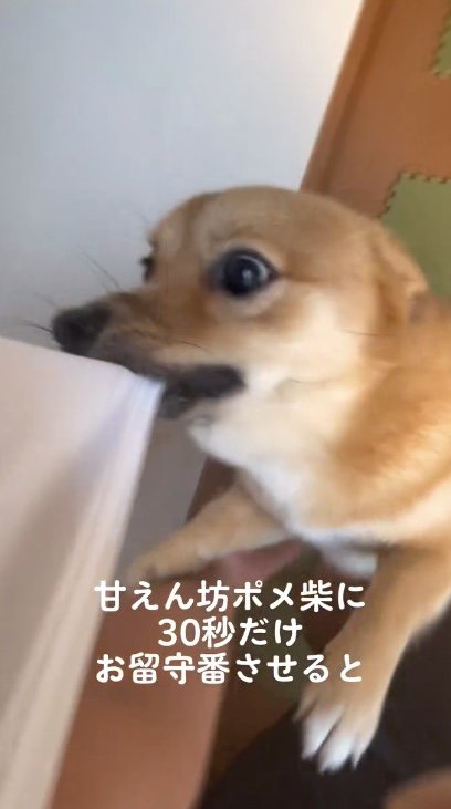 飼い主の服を口に咥える犬