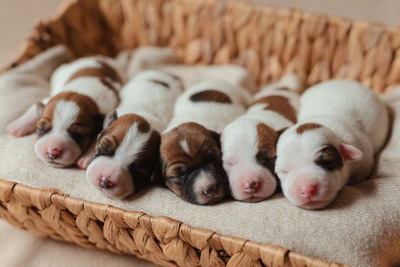 カゴの中で眠る小さなジャックラッセルテリアの幼犬