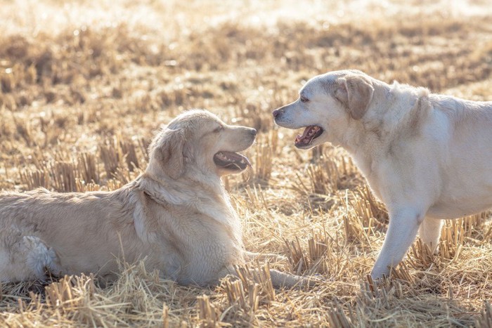 見つめ合う2匹の犬