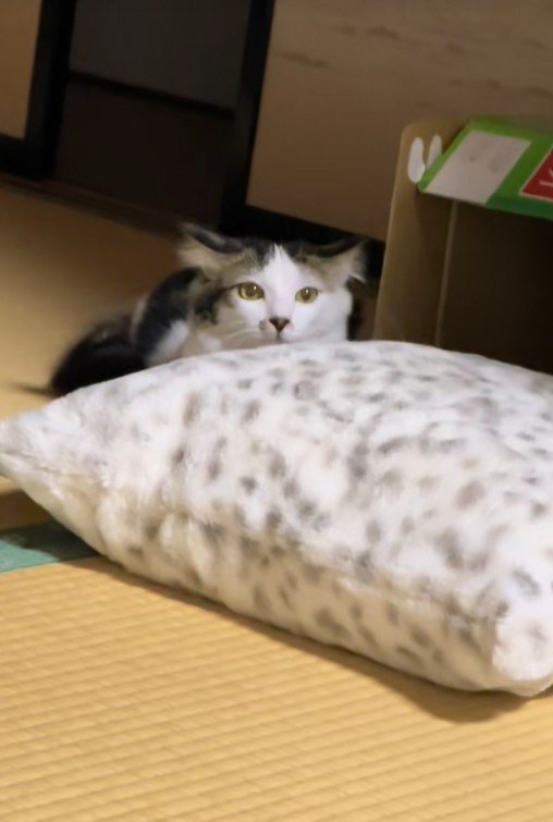 ビビちゃんを遊びに誘うイヴちゃん