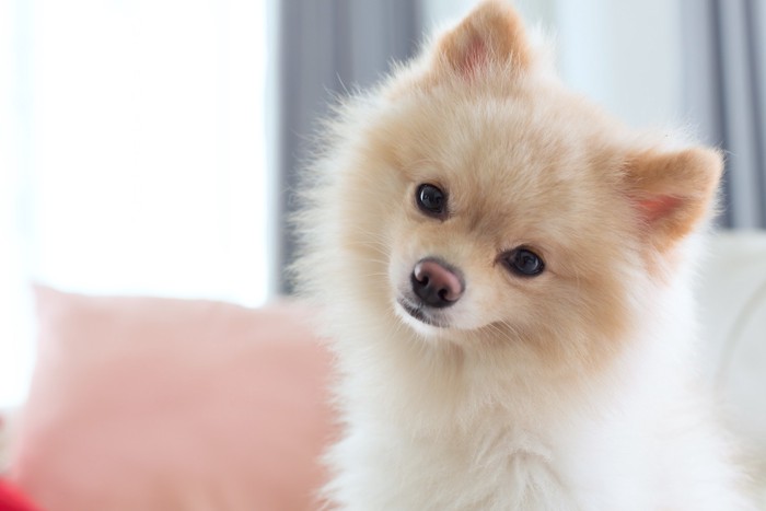 正面を向いて首を傾げる犬