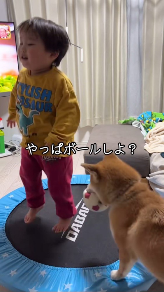 ボールを持ってくる柴犬