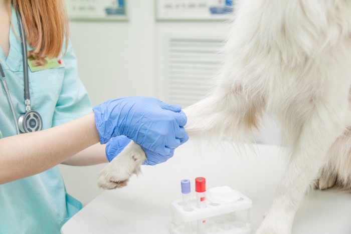 白い犬と獣医師、血液検査