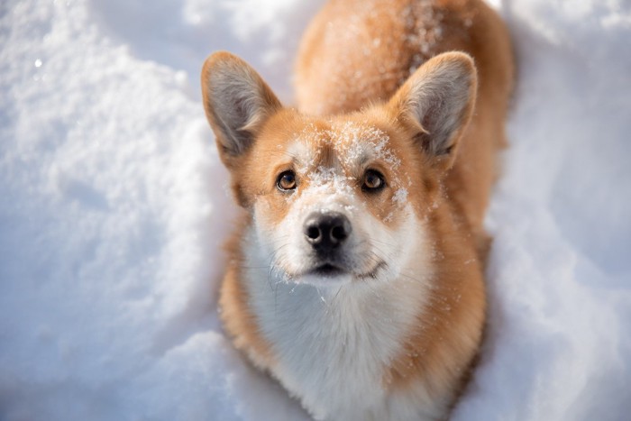 雪に埋もれながら笑顔でじっとみつめてくるコーギー