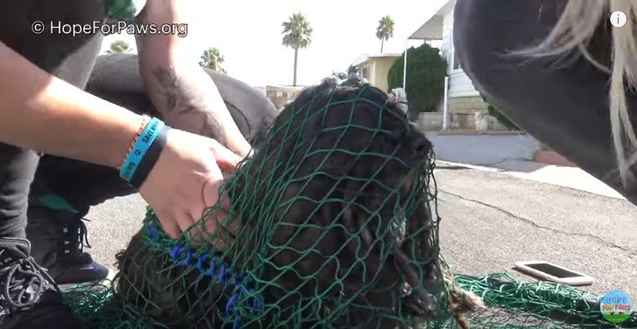 網にかかった犬