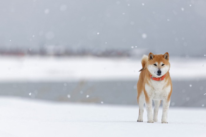 雪の中の柴犬