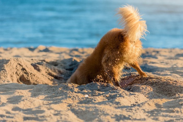 穴掘りをする犬