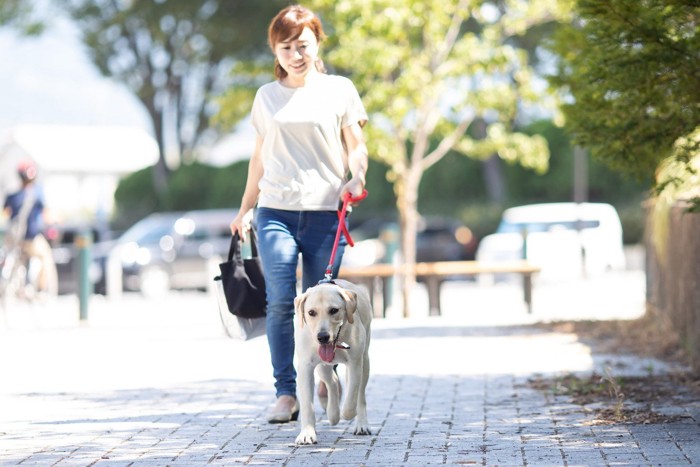 木陰を散歩するラブラドールと女性