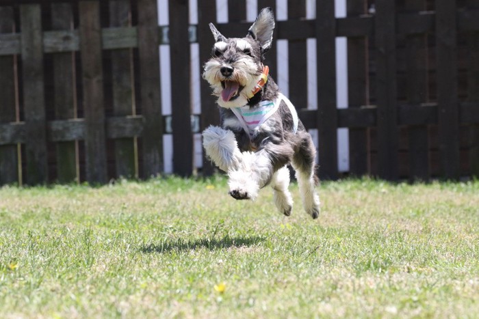 ドッグランで走る犬