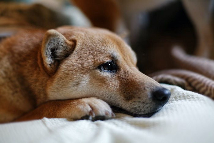 切ない表情で伏せる犬の横顔