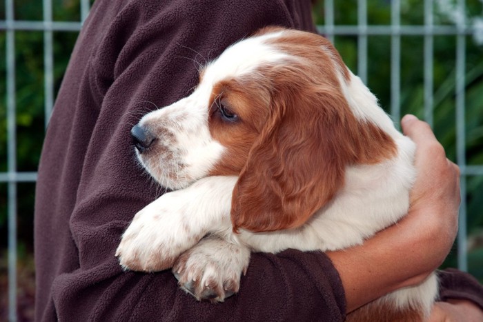 抱きしめられる犬