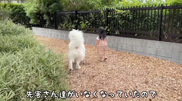 ドッグランの中を歩く犬と女の子