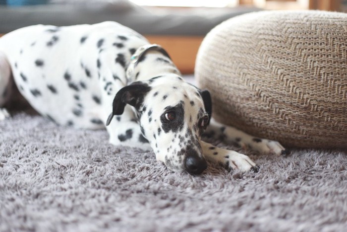 寂しそうに伏せる犬