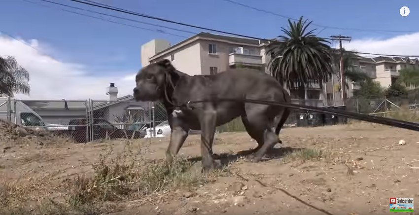 ワイヤを避けて逃げる犬