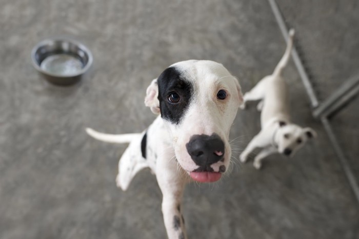 食後の犬