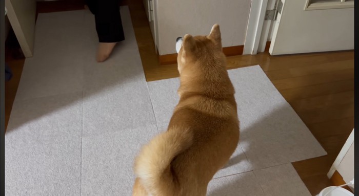 飼い主たちを見つめる犬