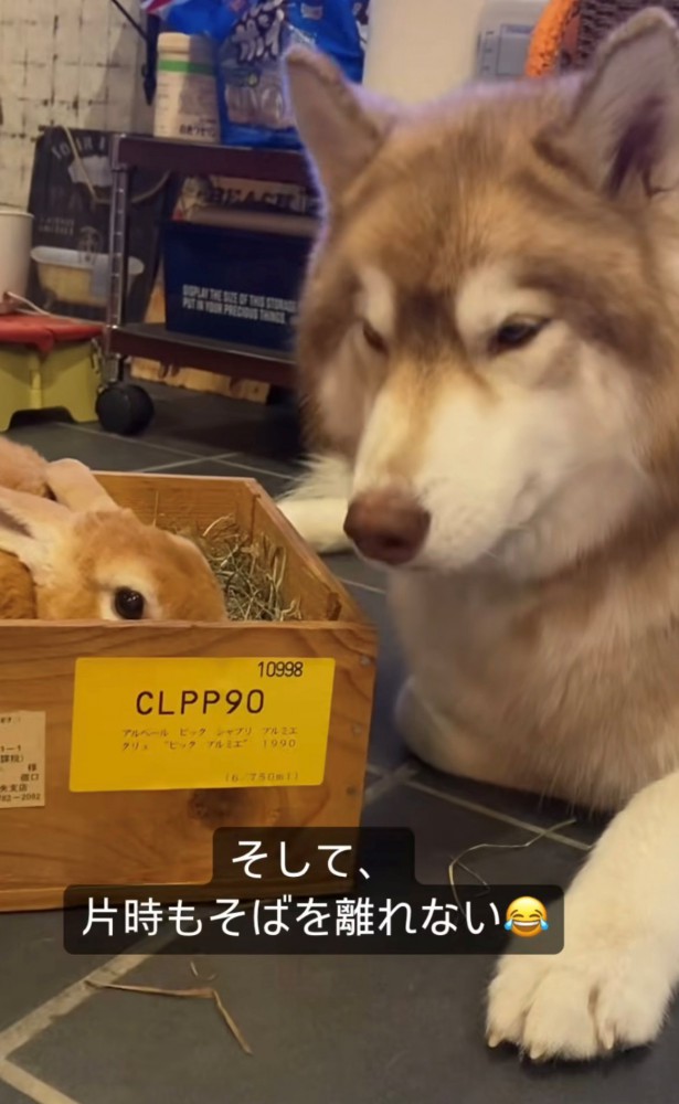 うさぎのそばで伏せをする犬