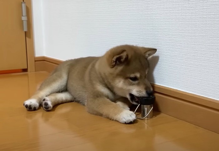 ドアストッパーを噛む犬