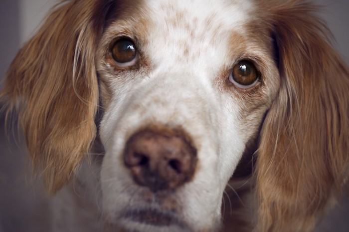 こちらを見つめる白茶の犬アップ