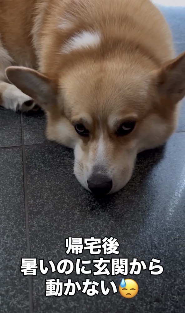 玄関で伏せる犬
