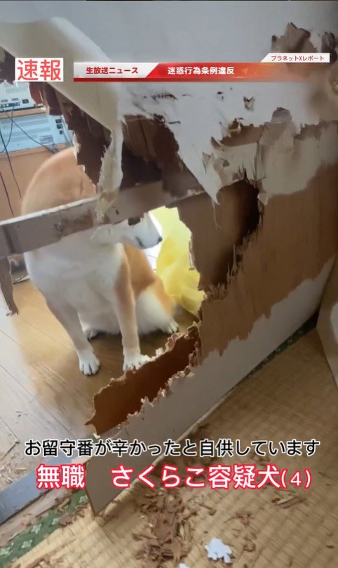 さくらこちゃんの現行犯逮捕5