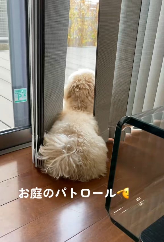 庭を見るワンコ