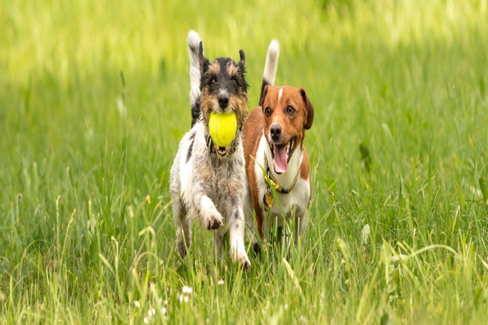 草原で遊ぶ犬