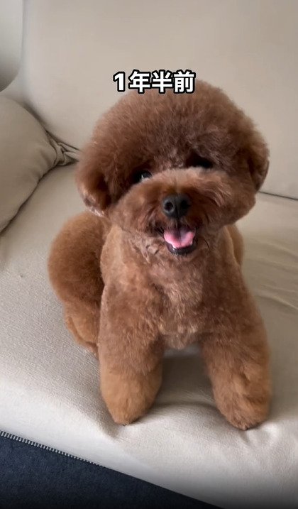 座る犬