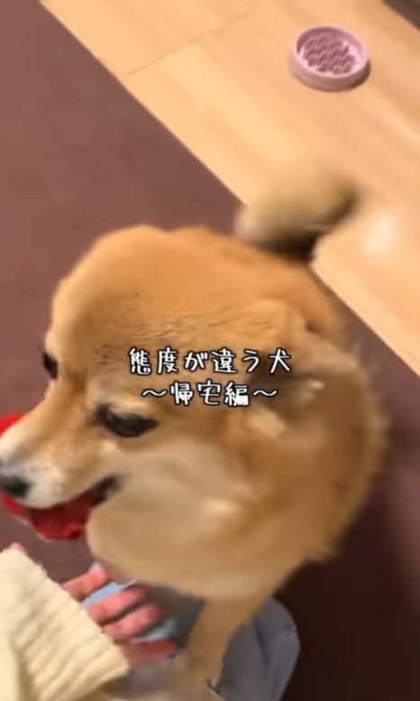 あずきちゃんの態度の違い5