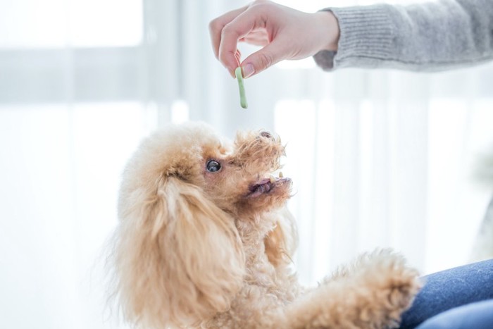 飼い主の持つガムを見つめるトイプードル