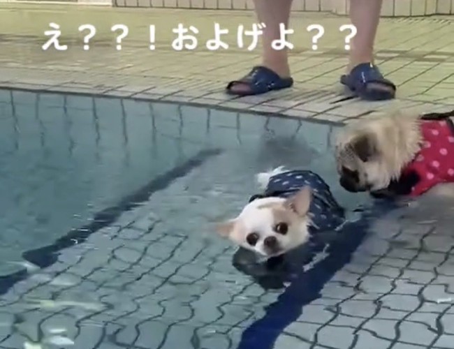 水面を漂う犬