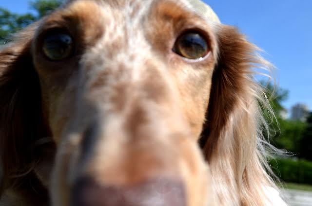 こちらを見つめる犬の写真