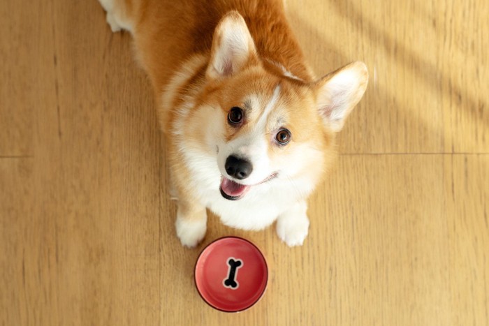 空の食器の前で鳴く犬