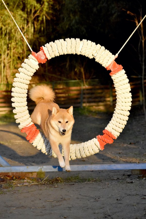 輪くぐりジャンプをする柴犬