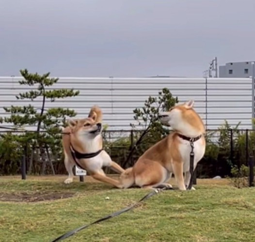 振り向く柴犬と逃げ腰の柴犬